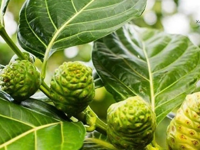 Lợi, hại khi sử dụng trái nhàu và một số cách chế biến