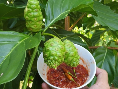 Món ngon từ nhàu trong ẩm thực truyền thống