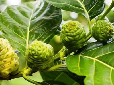 Thành phần dinh dưỡng của trái nhàu và cách dùng