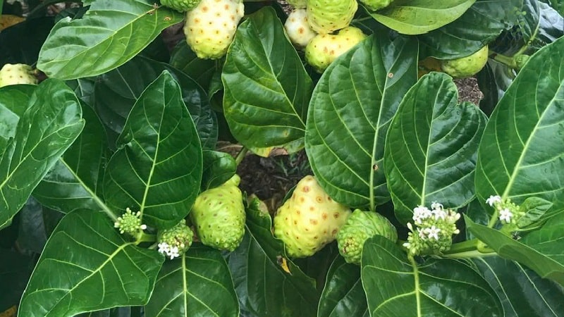 Cách làm mặt nạ dưỡng da từ quả nhàu