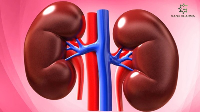 Collagen tác dụng tới thận và dạ dày ra sao?