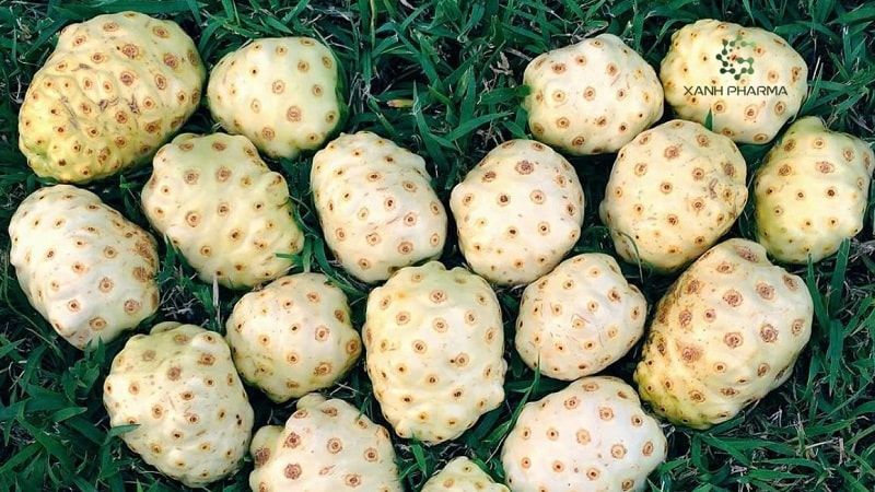 Công dụng và cách làm nước cốt trái nhàu nguyên chất