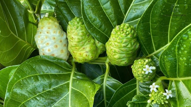 Hiểu về giá trị của cây nhàu và cách dùng