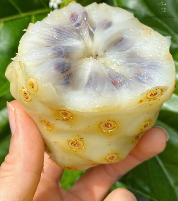 Làm mặt nạ dưỡng da từ trái nhàu