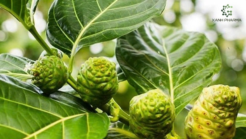 Lợi, hại khi sử dụng trái nhàu và một số cách chế biến