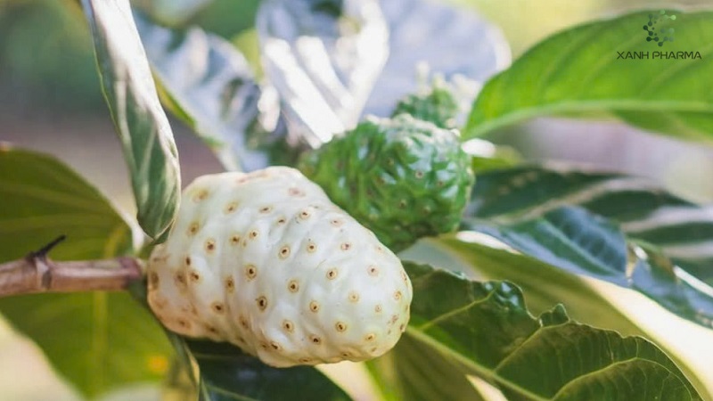 Lợi, hại khi sử dụng trái nhàu và một số cách chế biến