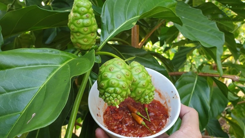 Món ngon từ nhàu trong ẩm thực truyền thống