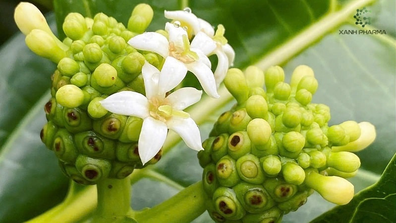 Nguồn gốc và đặc điểm của cây nhàu