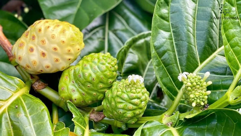 Nhàu – Dược liệu quý dành cho sức khỏe