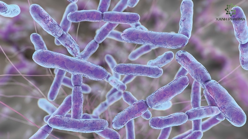 Probiotic và Prebiotic cải thiện bệnh viêm loét đại tràng