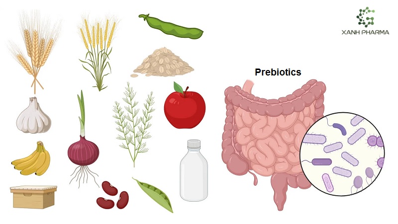 Probiotic và Prebiotic cải thiện bệnh viêm loét đại tràng