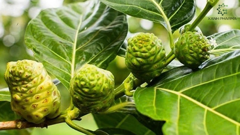 Thành phần dinh dưỡng của trái nhàu và cách dùng