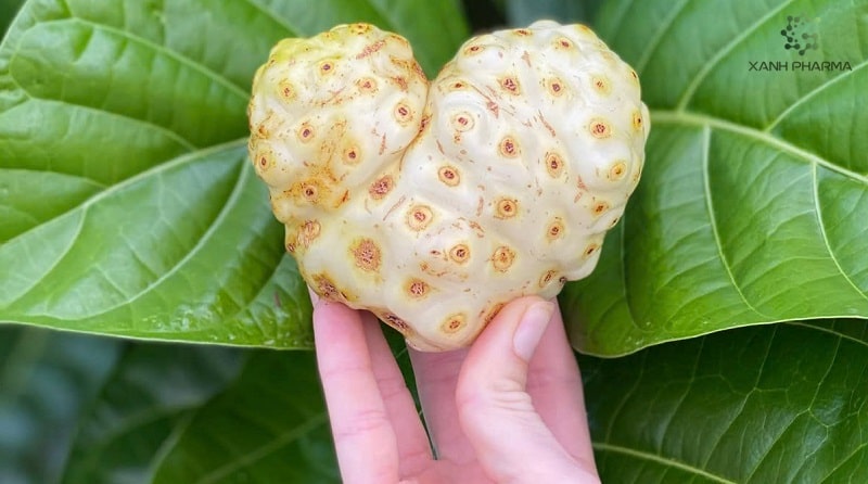 Thành phần dinh dưỡng của trái nhàu và cách dùng