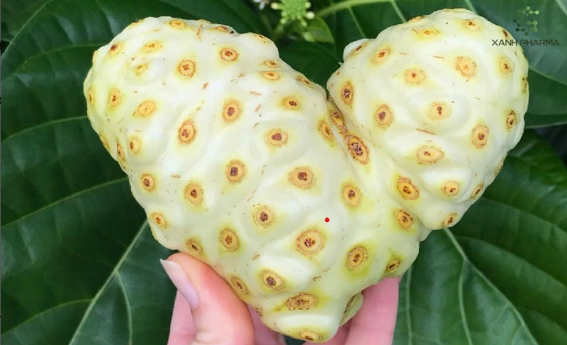 Trái nhàu làm đẹp da