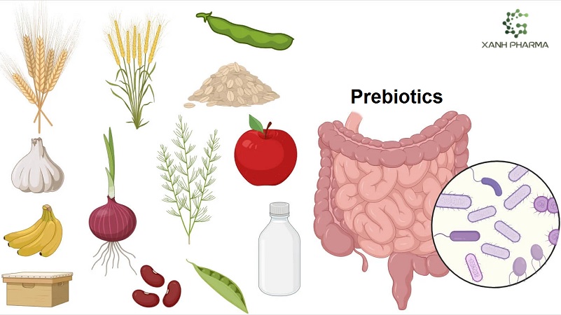 Vai trò của prebiotic với người bệnh viêm ruột