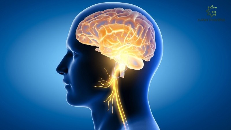 Vai trò của Probiotic đối với bộ não